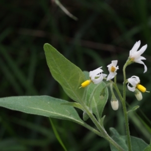 Solanum chenopodioides at Coree, ACT - 8 Nov 2015 10:21 AM