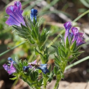 Echium vulgare at Coree, ACT - 8 Nov 2015 10:33 AM