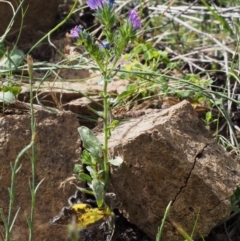 Echium vulgare at Coree, ACT - 8 Nov 2015 10:33 AM