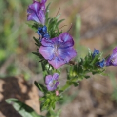 Echium vulgare at Coree, ACT - 8 Nov 2015 10:33 AM