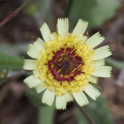 Tolpis barbata (Yellow Hawkweed) at Swamp Creek - 7 Nov 2015 by KenT