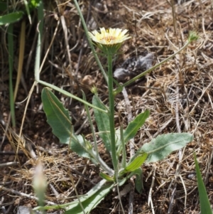 Tolpis barbata at Coree, ACT - 8 Nov 2015 10:40 AM