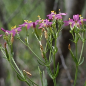 Centaurium erythraea at Coree, ACT - 8 Nov 2015