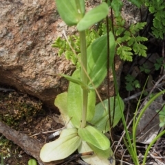 Centaurium erythraea at Coree, ACT - 8 Nov 2015 11:39 AM