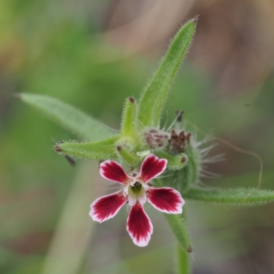 Silene gallica var. quinquevulnera (Five-wounded Catchfly) at Coree, ACT - 8 Nov 2015 by KenT