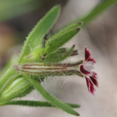 Silene gallica var. quinquevulnera at Coree, ACT - 8 Nov 2015 11:42 AM