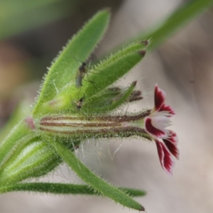 Silene gallica var. quinquevulnera at Coree, ACT - 8 Nov 2015 11:42 AM