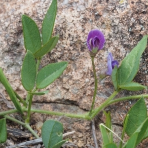 Glycine tabacina at Stromlo, ACT - 8 Nov 2015