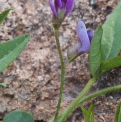 Glycine tabacina at Stromlo, ACT - 8 Nov 2015 12:45 PM