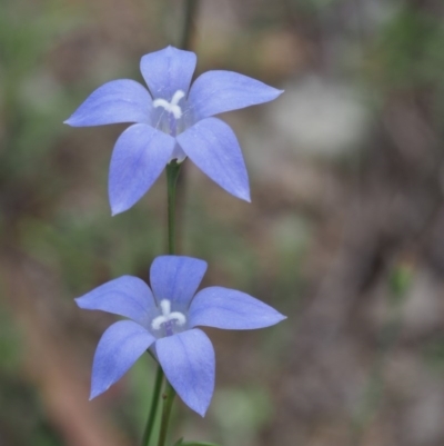Wahlenbergia capillaris (Tufted Bluebell) at Swamp Creek - 8 Nov 2015 by KenT