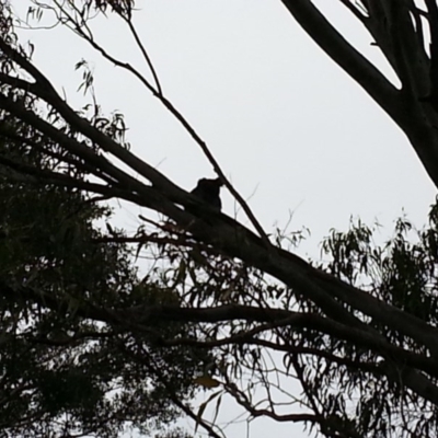Phascolarctos cinereus (Koala) at Broadwater, NSW - 8 Nov 2015 by Delgar