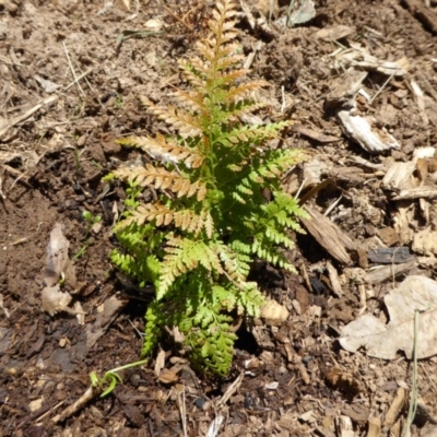 Pteridium esculentum at Sth Tablelands Ecosystem Park - 9 Nov 2015 by AndyRussell