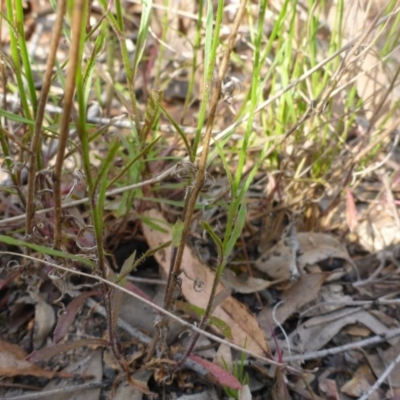 Wahlenbergia capillaris (Tufted Bluebell) at Aranda, ACT - 3 Nov 2015 by JanetRussell