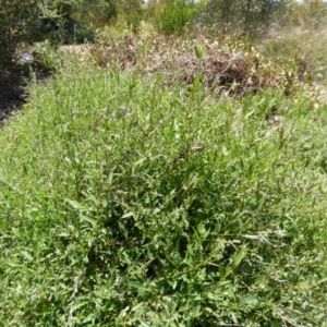 Einadia nutans at Molonglo Valley, ACT - 9 Nov 2015