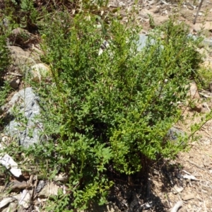 Cheilanthes sieberi at Molonglo Valley, ACT - 9 Nov 2015