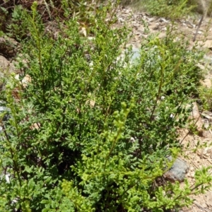 Cheilanthes austrotenuifolia at Molonglo Valley, ACT - 9 Nov 2015 11:46 AM