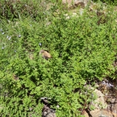 Cheilanthes austrotenuifolia at Molonglo Valley, ACT - 9 Nov 2015 11:46 AM