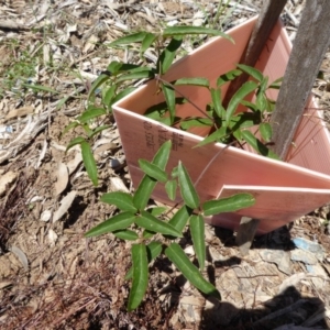 Clematis aristata at Molonglo Valley, ACT - 9 Nov 2015