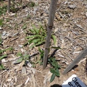 Clematis aristata at Molonglo Valley, ACT - 9 Nov 2015