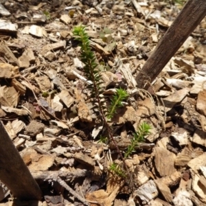 Acacia gunnii at Molonglo Valley, ACT - 9 Nov 2015