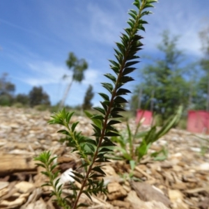 Acacia gunnii at Molonglo Valley, ACT - 9 Nov 2015