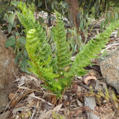 Polystichum proliferum at Sth Tablelands Ecosystem Park - 8 Nov 2015 by AndyRussell