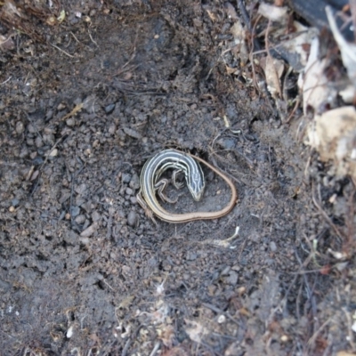 Ctenotus taeniolatus (Copper-tailed Skink) at Tennent, ACT - 2 Aug 2015 by roymcd