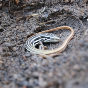 Ctenotus taeniolatus at Tennent, ACT - 2 Aug 2015 05:04 PM