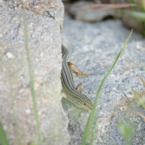 Ctenotus robustus at Stromlo, ACT - 25 Oct 2015 05:37 PM