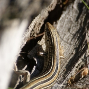 Ctenotus robustus at Symonston, ACT - 8 Nov 2015 05:09 PM