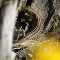 Ctenotus robustus at Symonston, ACT - 8 Nov 2015