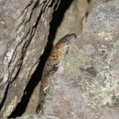 Egernia cunninghami (Cunningham's Skink) at Symonston, ACT - 8 Nov 2015 by roymcd