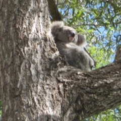 Phascolarctos cinereus (Koala) at Port Macquarie, NSW - 8 Nov 2015 by rosella