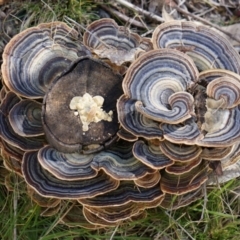 Trametes versicolor (Turkey Tail) at Cotter River, ACT - 23 Aug 2014 by AaronClausen