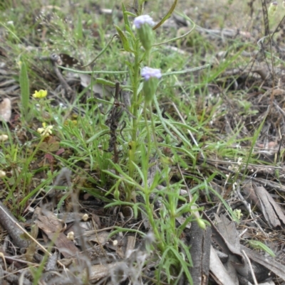 Vittadinia muelleri (Narrow-leafed New Holland Daisy) at Majura, ACT - 8 Nov 2015 by SilkeSma