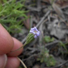 Vittadinia muelleri at Majura, ACT - 9 Nov 2015