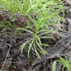 Vittadinia muelleri at Majura, ACT - 9 Nov 2015