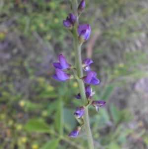 Oxytes brachypoda at Campbell, ACT - 9 Nov 2015 06:27 PM