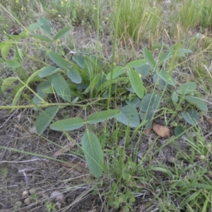 Oxytes brachypoda at Campbell, ACT - 9 Nov 2015 06:27 PM