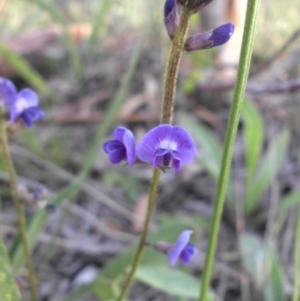 Glycine tabacina at Campbell, ACT - 9 Nov 2015