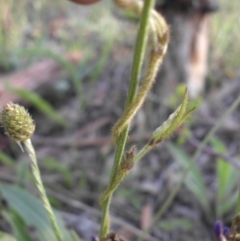 Glycine tabacina at Campbell, ACT - 9 Nov 2015