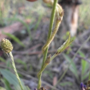 Glycine tabacina at Campbell, ACT - 9 Nov 2015