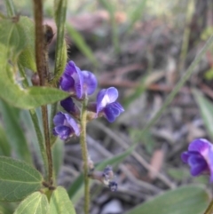 Glycine tabacina at Campbell, ACT - 9 Nov 2015 06:33 PM