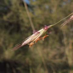 Rytidosperma pallidum (Red-anther Wallaby Grass) at Tuggeranong Hill - 7 Nov 2015 by michaelb