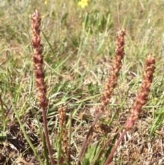 Plantago gaudichaudii (Narrow Plantain) at Lyneham, ACT - 9 Nov 2015 by RichardMilner