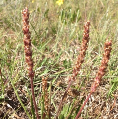 Plantago gaudichaudii (Narrow Plantain) at Lyneham, ACT - 10 Nov 2015 by RichardMilner