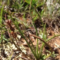 Plantago gaudichaudii at Lyneham, ACT - 10 Nov 2015