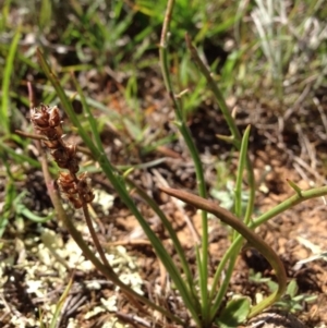 Plantago gaudichaudii at Lyneham, ACT - 10 Nov 2015