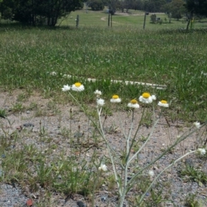 Ammobium alatum at Symonston, ACT - 10 Nov 2015 12:48 PM