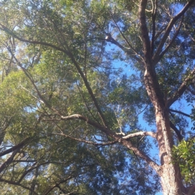 Phascolarctos cinereus (Koala) at Bootawa, NSW - 9 Nov 2015 by wod